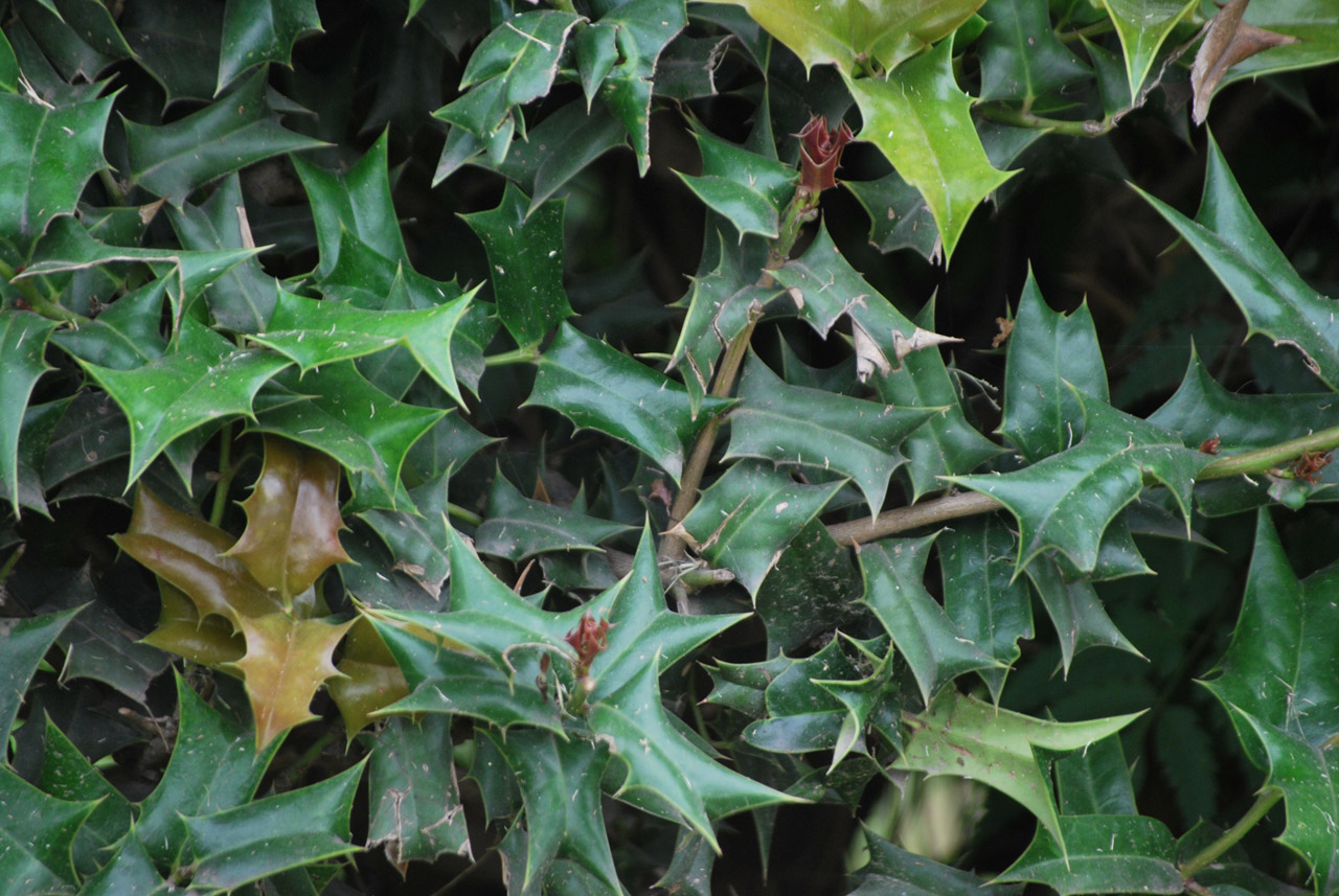 Topical Info On Holly Trees And Various Types