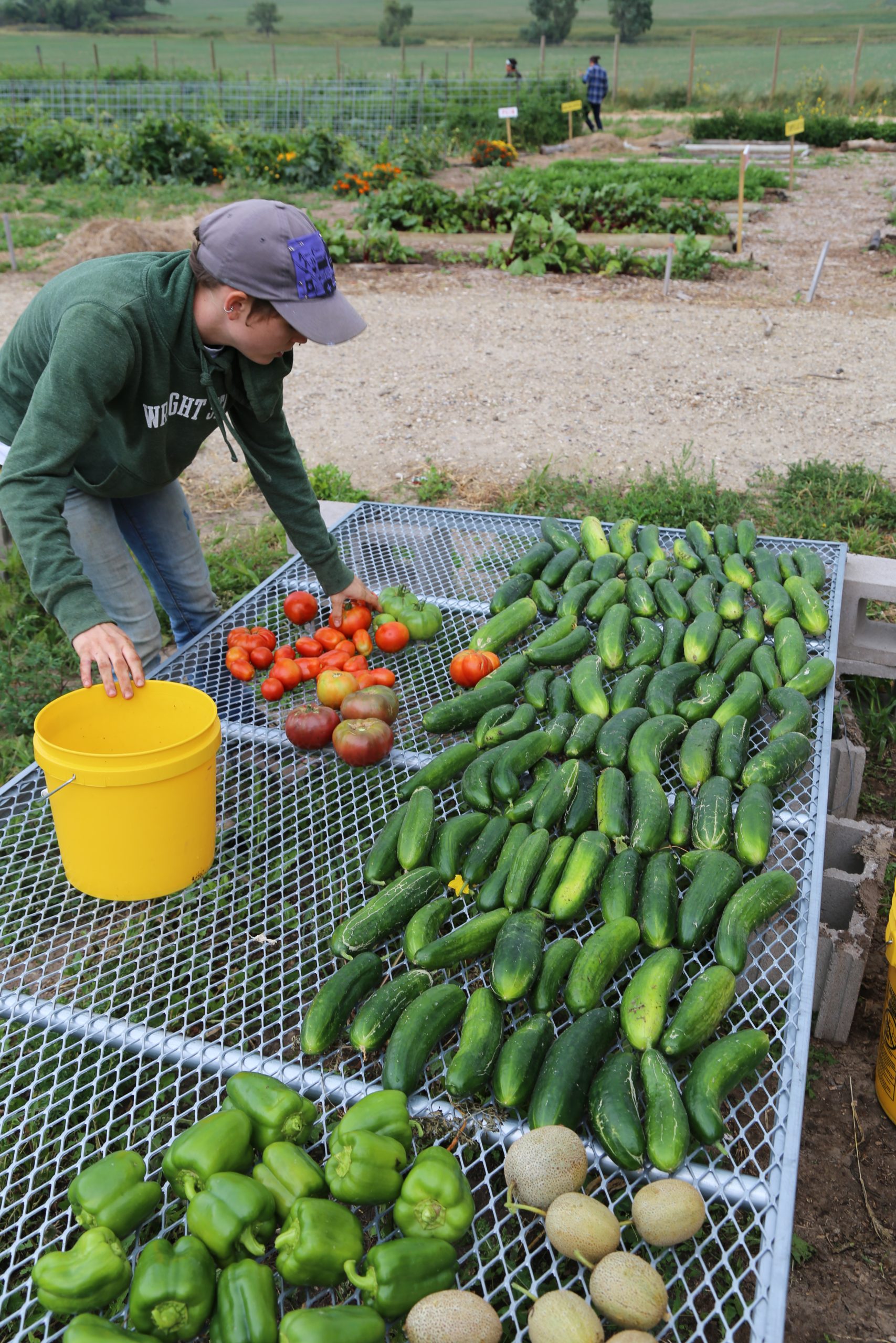 Why Is Organic Vegetable Gardening So Important These Days