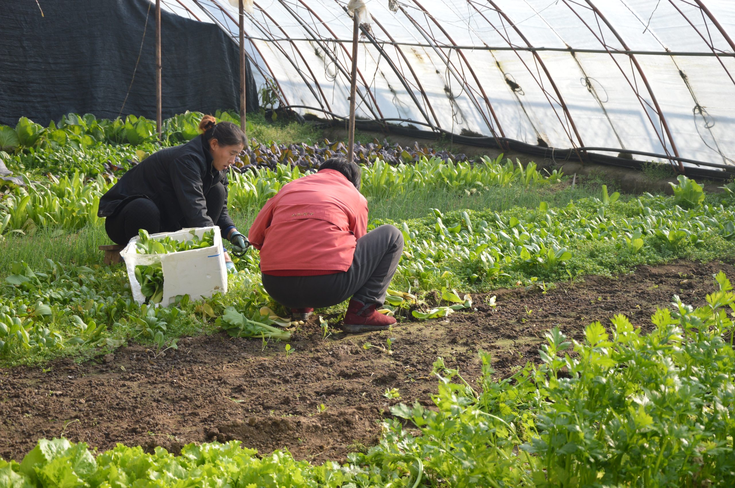 Why Should Farmers Practice Organic Vegetable Gardening